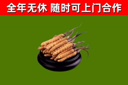 柳江区回收散虫草