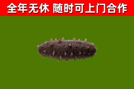 柳江区回收海参干